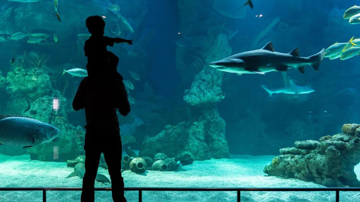 Fakieh Aquarium 